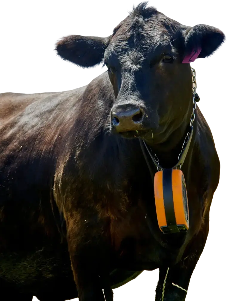 Eine schwarze Angus-Kuh mit dem orangefarbenen eShepherd-Halsband
