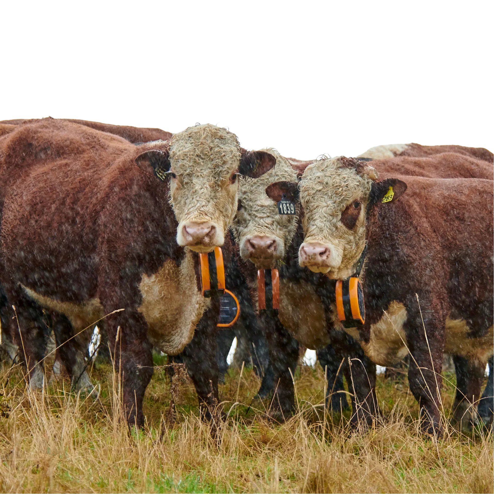 Hereford-Herde · im Regen