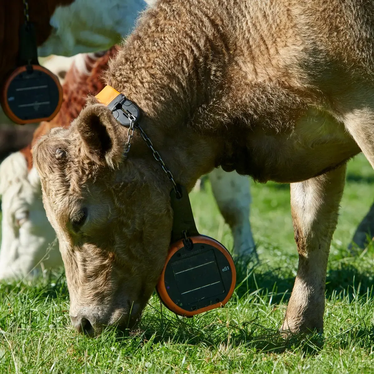 An eShepherd virtual fencing neckband on a grazing cow