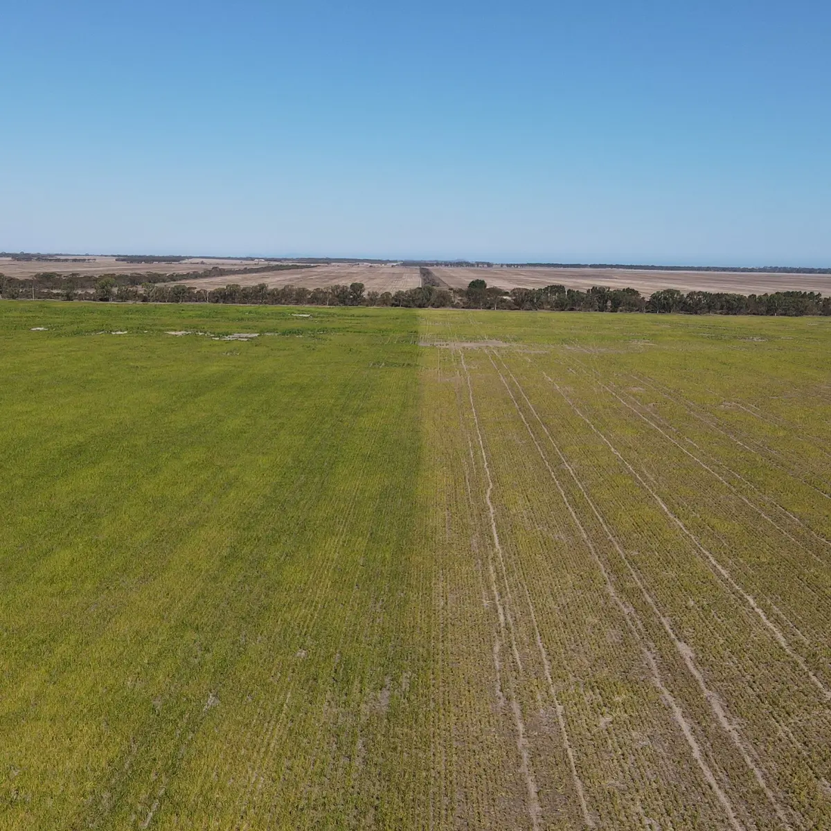 Drohnen-Luftaufnahme einer Koppel in Westaustralien, geteilt zwischen üppig grüner Weide und karger, trockener Erde, mit einer Baumreihe und flachem Horizont bis zur Küste
