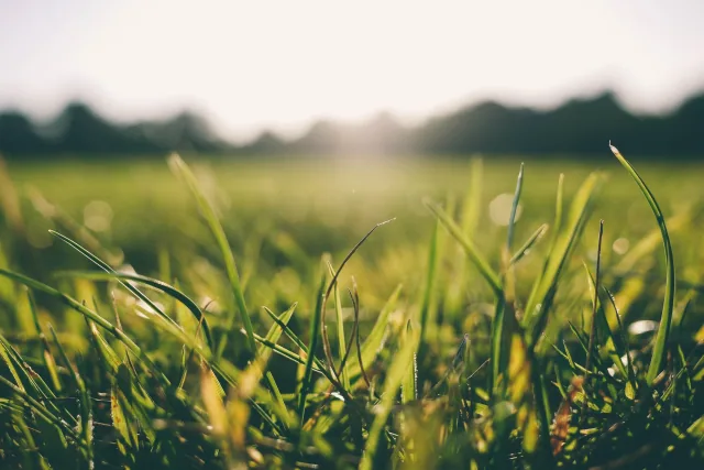 Rolling green pasture on hill country