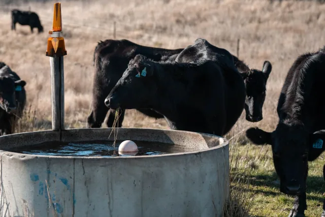 Cattle drinking at a water trough